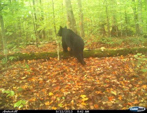 This bear is responsible for tossing one of the cameras to the ground.